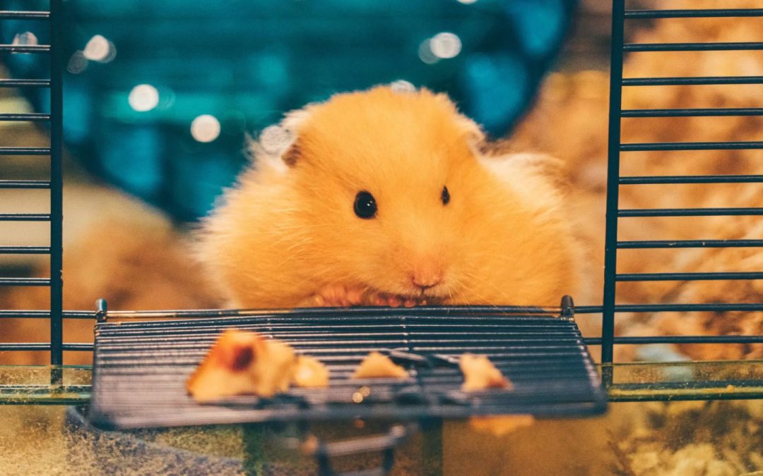 alas kandang hamster dapat menggunakan